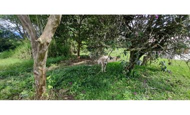 Venta Lote Tebaida Quindio - Colombia COD: 5182065