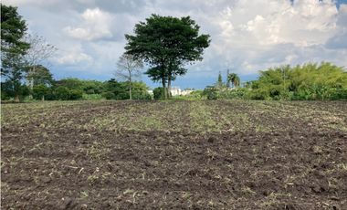 Venta Lote Tebaida Quindio - Colombia COD: 6204474