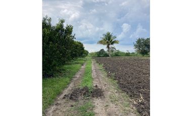 Venta Lote Tebaida Quindio - Colombia COD: 6204474
