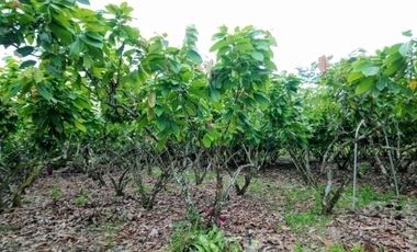 Venta hacienda 33 hectáreas - Banano y cacao - Prov. El Oro - Ecuador
