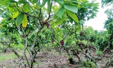Venta hacienda 33 hectáreas - Banano y cacao - Prov. El Oro - Ecuador