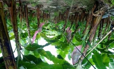 Venta hacienda 33 hectáreas - Banano y cacao - Prov. El Oro - Ecuador