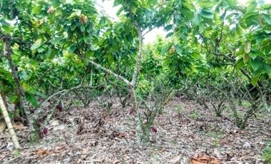 Venta hacienda 33 hectáreas - Banano y cacao - Prov. El Oro - Ecuador
