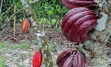 Venta hacienda 33 hectáreas - Banano y cacao - Prov. El Oro - Ecuador