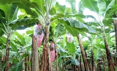 Venta hacienda 33 hectáreas - Banano y cacao - Prov. El Oro - Ecuador