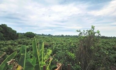 Venta hacienda 33 hectáreas - Banano y cacao - Prov. El Oro - Ecuador