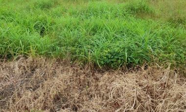 Terreno en Alquiler rellenado y compactado 6000m2 Via Daule