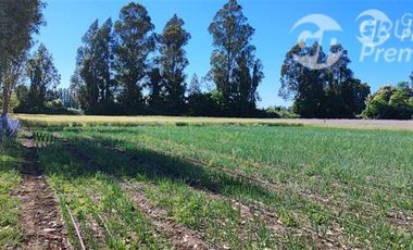 Agrícola en Venta en Ruta 671 San Ignacio Ñuble
