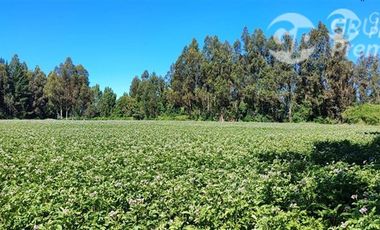 Agrícola en Venta en Ruta 671 San Ignacio Ñuble