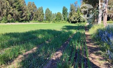 Agrícola en Venta en Ruta 671 San Ignacio Ñuble