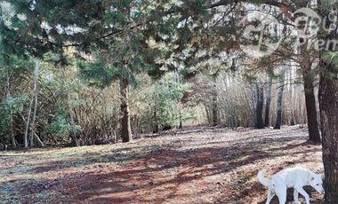 Parcela en Venta en Parcela de 2,49 hectáreas, sector Las Chicharras, Yumbel Estación