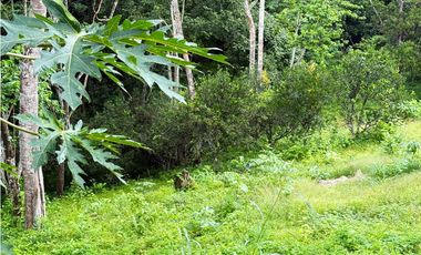 Venta de finca en La Chorrera vía nuevo emperador.