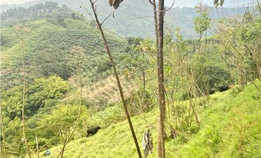 VENTA PERMUTA FINCA EN CORDOBA, QUINDIO  IDEAL PARA PROYECTO TURISTICO