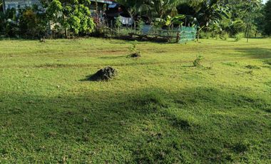 711sqm clean title lot in bingag Dauis Panglao Island Bohol 3500 per sqm