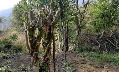 Venta Lotes Fredonia suroeste antioqueño