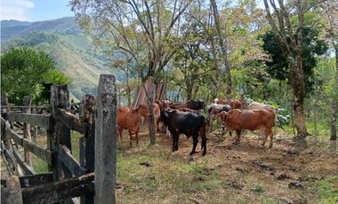 Venta finca en Santa Bárbara Poblanco en el suroeste antioqueña