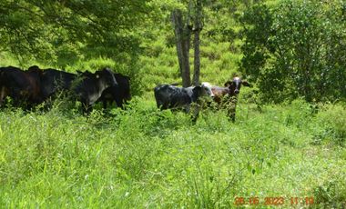 Venta finca en Sta. Barbara, Poblanco, Suroeste antioqueño
