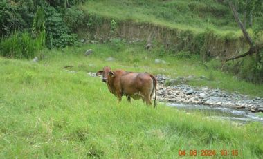 Venta finca en Sta. Barbara, Poblanco, Suroeste antioqueño