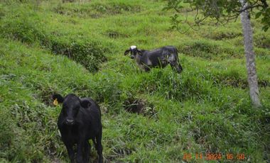 Venta finca en Sta. Barbara, Poblanco, Suroeste antioqueño