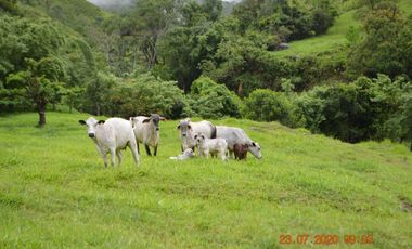 Venta finca en Sta. Barbara, Poblanco, Suroeste antioqueño