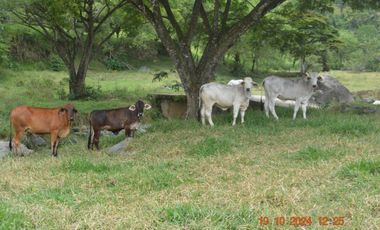 Venta finca en Sta. Barbara, Poblanco, Suroeste antioqueño
