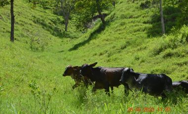 Venta finca en Sta. Barbara, Poblanco, Suroeste antioqueño