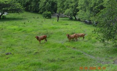 Venta finca en Sta. Barbara, Poblanco, Suroeste antioqueño