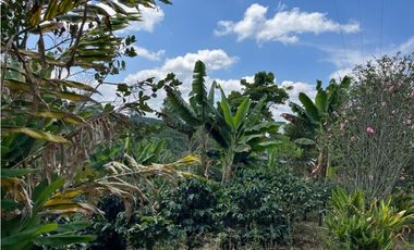 ESPECTACULAR FINCA PRODUCTIVA EN QUIMBAYA