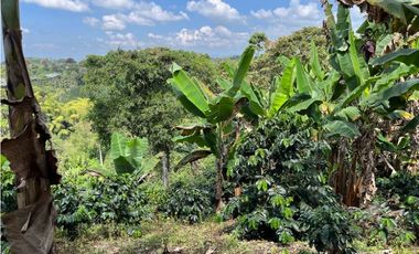ESPECTACULAR FINCA PRODUCTIVA EN QUIMBAYA