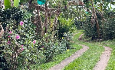 ESPECTACULAR FINCA PRODUCTIVA EN QUIMBAYA