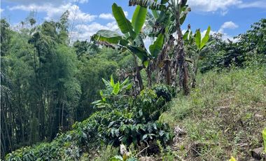 ESPECTACULAR FINCA PRODUCTIVA EN QUIMBAYA