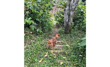 ESPECTACULAR FINCA PRODUCTIVA EN QUIMBAYA