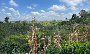 ESPECTACULAR FINCA PRODUCTIVA EN QUIMBAYA