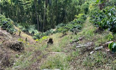 ESPECTACULAR FINCA PRODUCTIVA EN QUIMBAYA