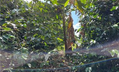 ESPECTACULAR FINCA PRODUCTIVA EN QUIMBAYA