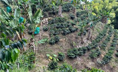 ESPECTACULAR FINCA PRODUCTIVA EN QUIMBAYA