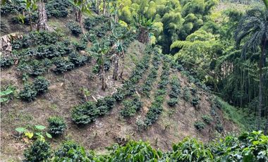 ESPECTACULAR FINCA PRODUCTIVA EN QUIMBAYA