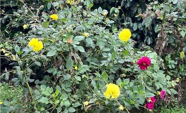 ESPECTACULAR FINCA PRODUCTIVA EN QUIMBAYA