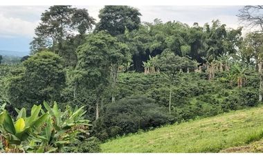 FINCA PRODUCTIVA EN QUIMBAYA