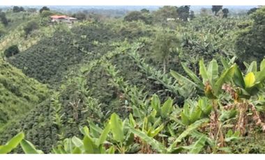 FINCA PRODUCTIVA EN QUIMBAYA