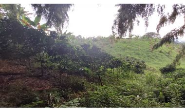 FINCA PRODUCTIVA EN QUIMBAYA