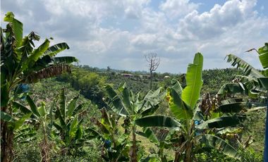 VENDO HERMOSA FINCA AGRO-TURSTICA EN FILANDIA