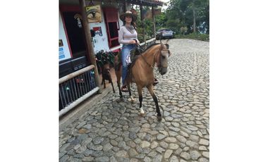 Venta finca venecia El rincon