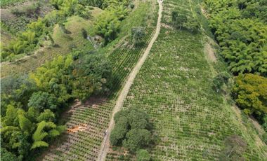 HERMOSA FINCA EN QUIMBAYA
