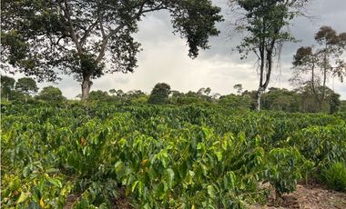 HERMOSA FINCA EN QUIMBAYA