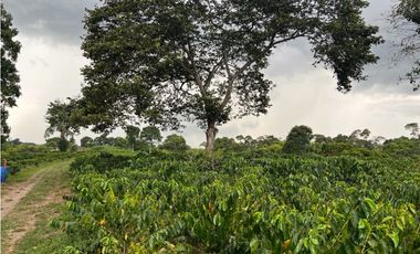 HERMOSA FINCA EN QUIMBAYA
