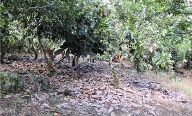 Venta de finca en Tamesis - Suroeste Antioqueño