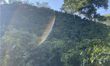 Venta finca cafetera Hispania