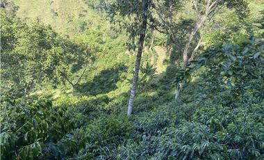 Venta finca cafetera Hispania