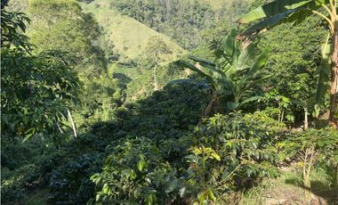 Venta finca cafetera Hispania